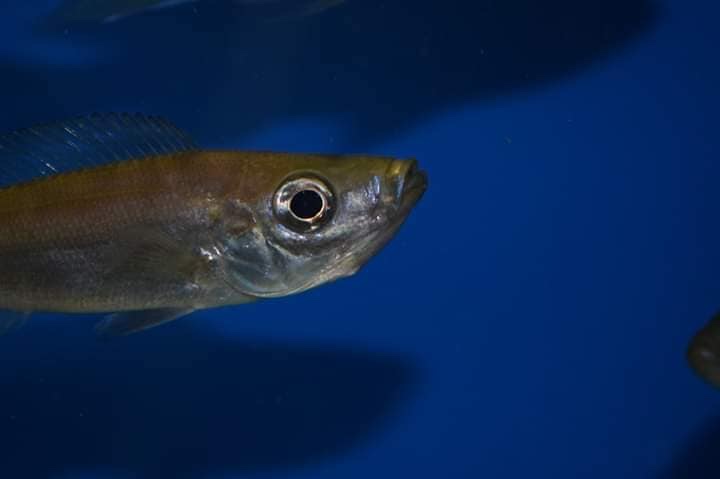 Benthochromis horii 'Kasanga'